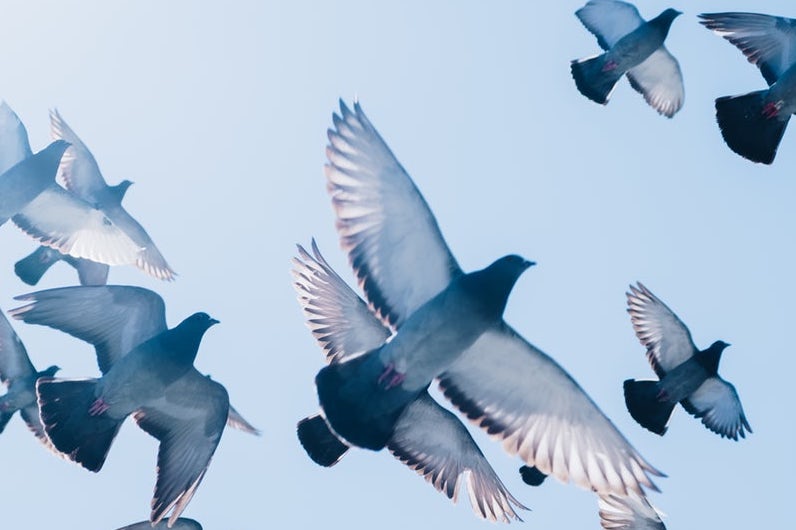 Oiseaux s'envolant librement symbolisant le coaching holistique