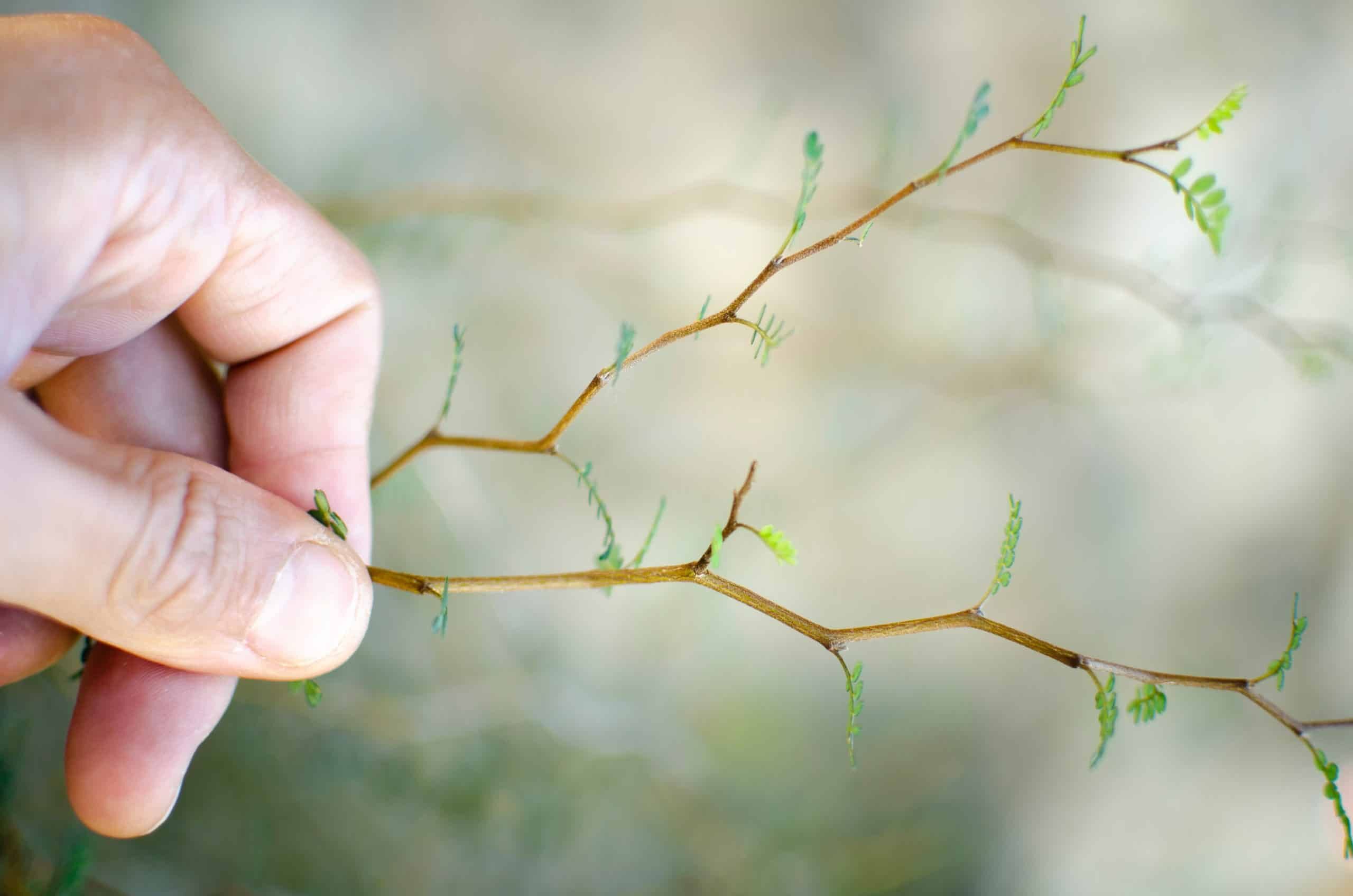 Lire la suite à propos de l’article Sortir ses antennes : oser l’intuition pour des choix conscients (29/09-01/10)