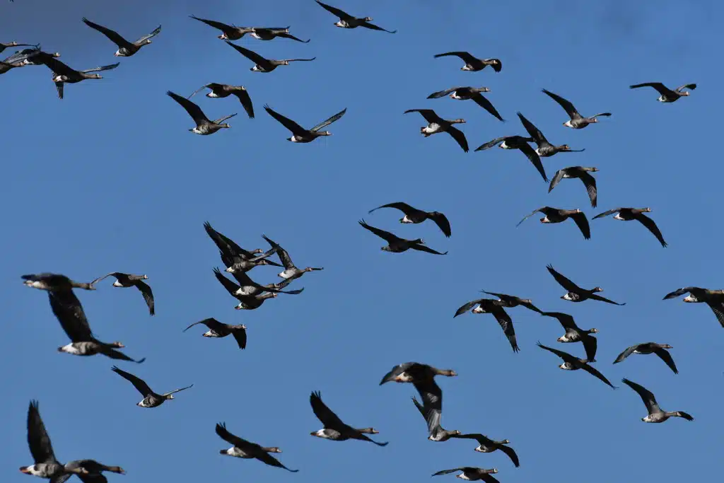Volée d'oiseaux sauvages en vol migratoire dans un ciel bleu, image de l'appel intérieur derrière la fatigue existentielle