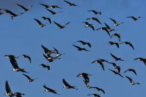 Volée d'oiseaux sauvages en vol migratoire dans un ciel bleu, image de l'appel intérieur derrière la fatigue existentielle